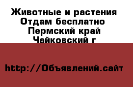 Животные и растения Отдам бесплатно. Пермский край,Чайковский г.